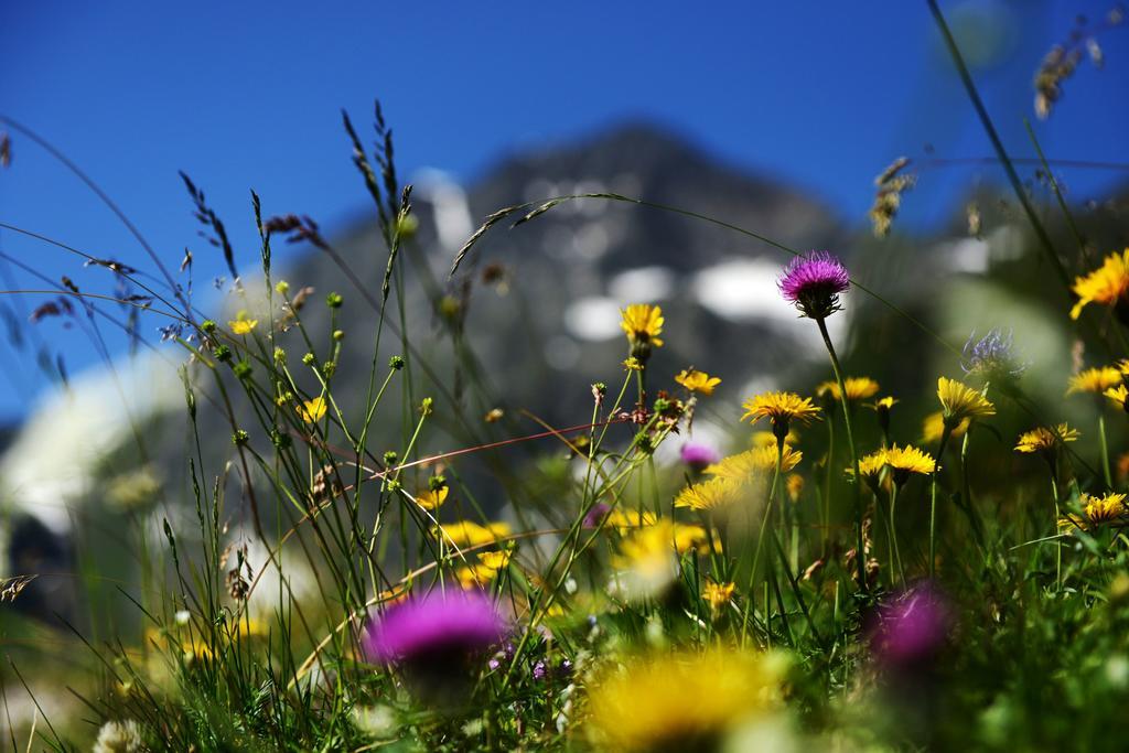 Bed and Breakfast Haus Elisabeth Neustift im Stubaital Exteriér fotografie